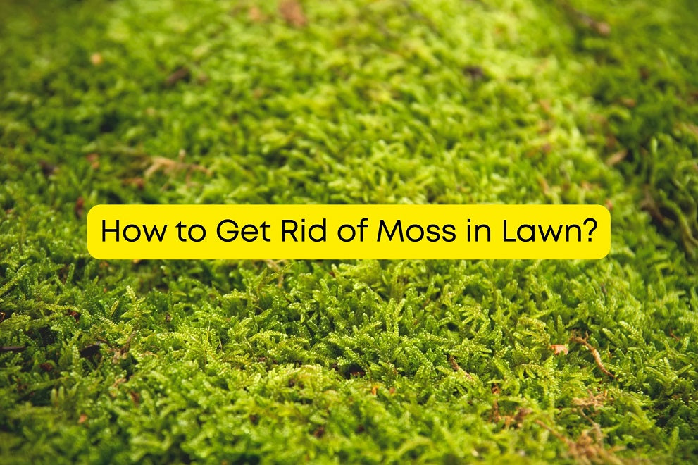 How to Get Rid of Moss in Lawn?