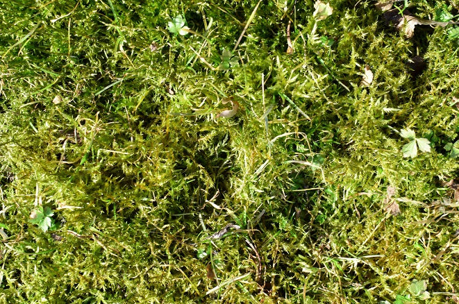 How to Get Rid of Moss in Lawn?