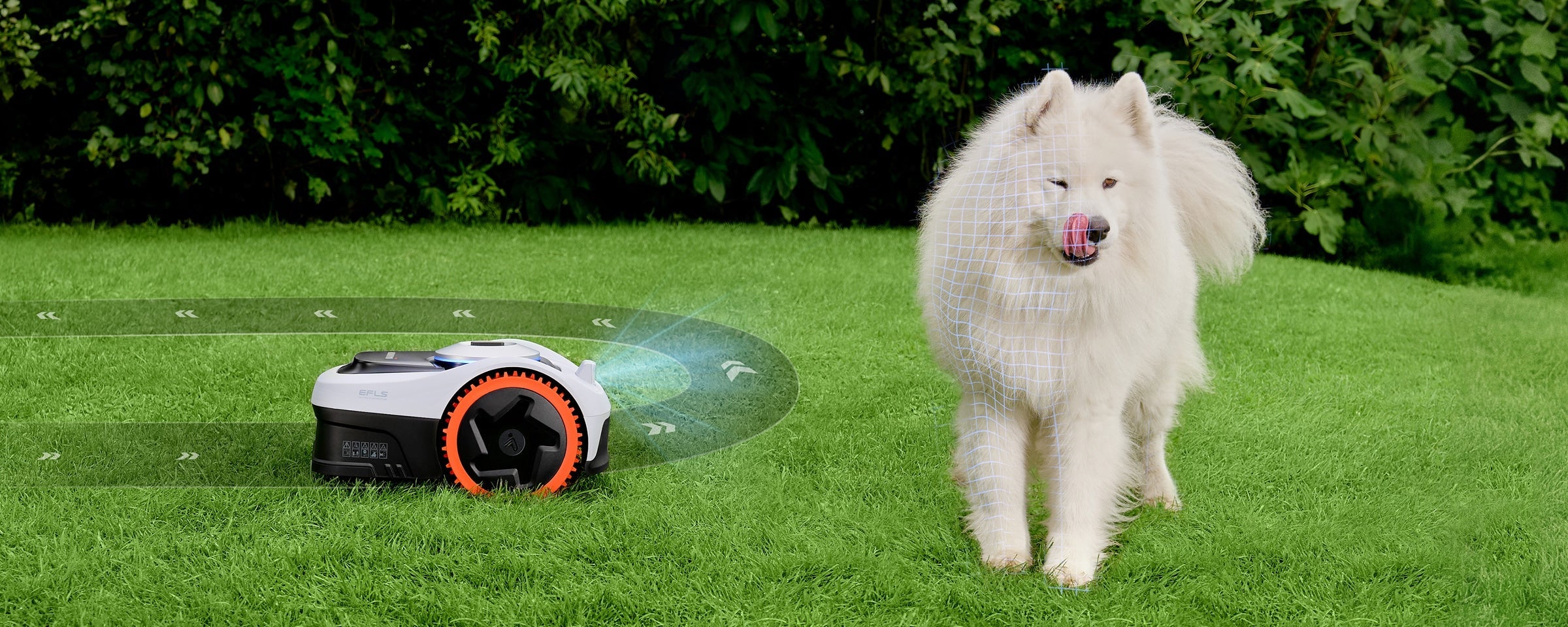 Navimow i110N robot lawn mower detects a white Samoyed dog.