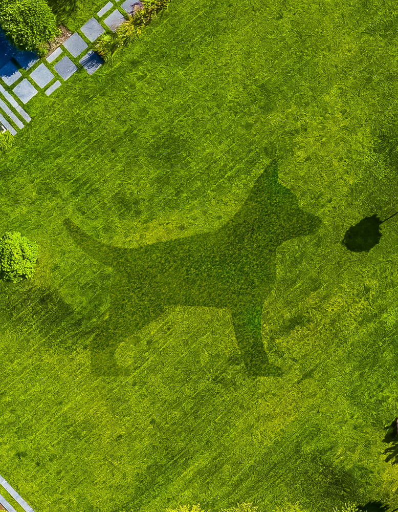 Navimow i105E robot lawn mower mows a dog on grass.