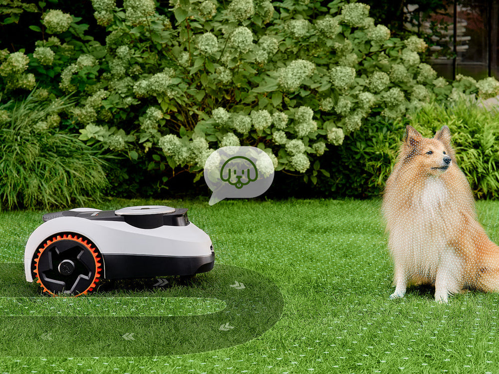Navimow i110E robot lawn mower avoids a dog on grass.