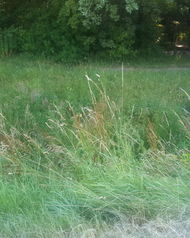 Tall green grass grows wildly in front of dense trees.
